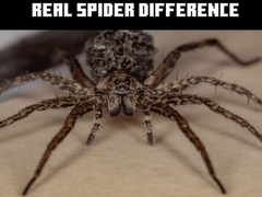 Spil Real Spider Difference