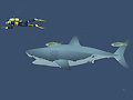 Spil Mad Shark
